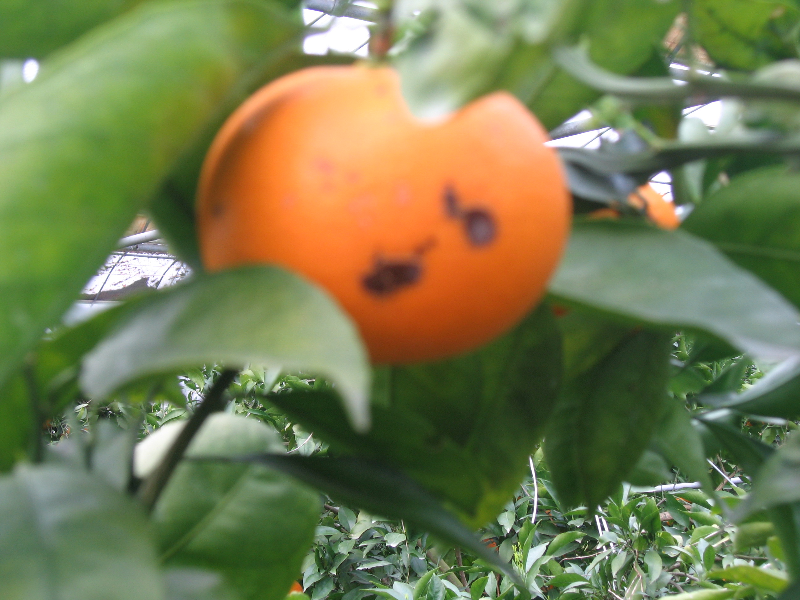 제충국 제배 관련 문의